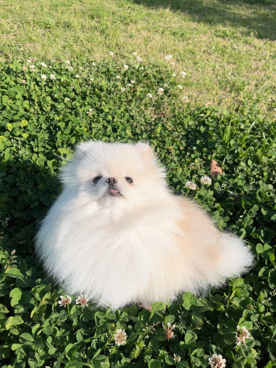 こないだのシロツメクサとの写真他ver