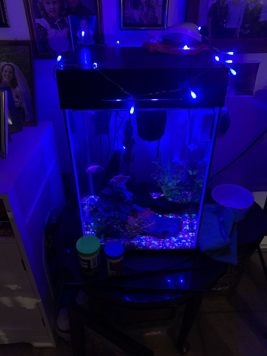 LynneMcbri8140's tweet image. My #glofish tank! 😊