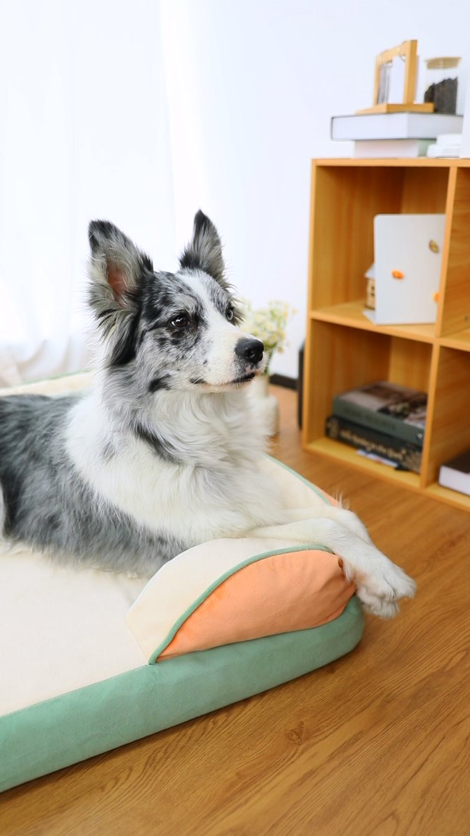 ComfortExpca's tweet image. Pet decor that pops.
Bold colors, softer naps.
The ultimate statement for your pup’s corner. ✨

#HomeDecor #PopStyle  #DogBed #CozyPupSpace #ComfortExpression