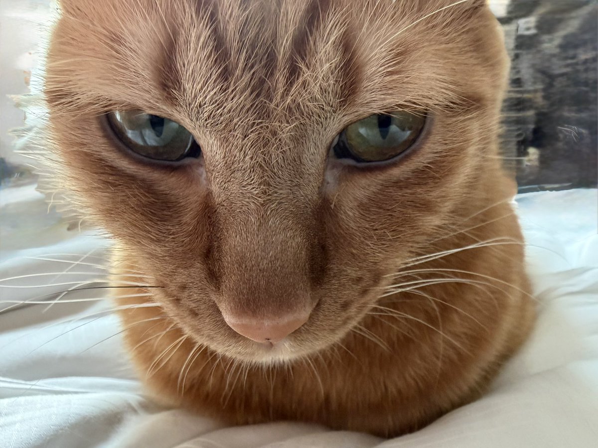 またたび🇹🇭 tweet media