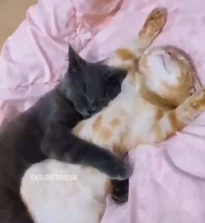 K3NE | FRANCHAELA 🏰🐸🔞 tweet media