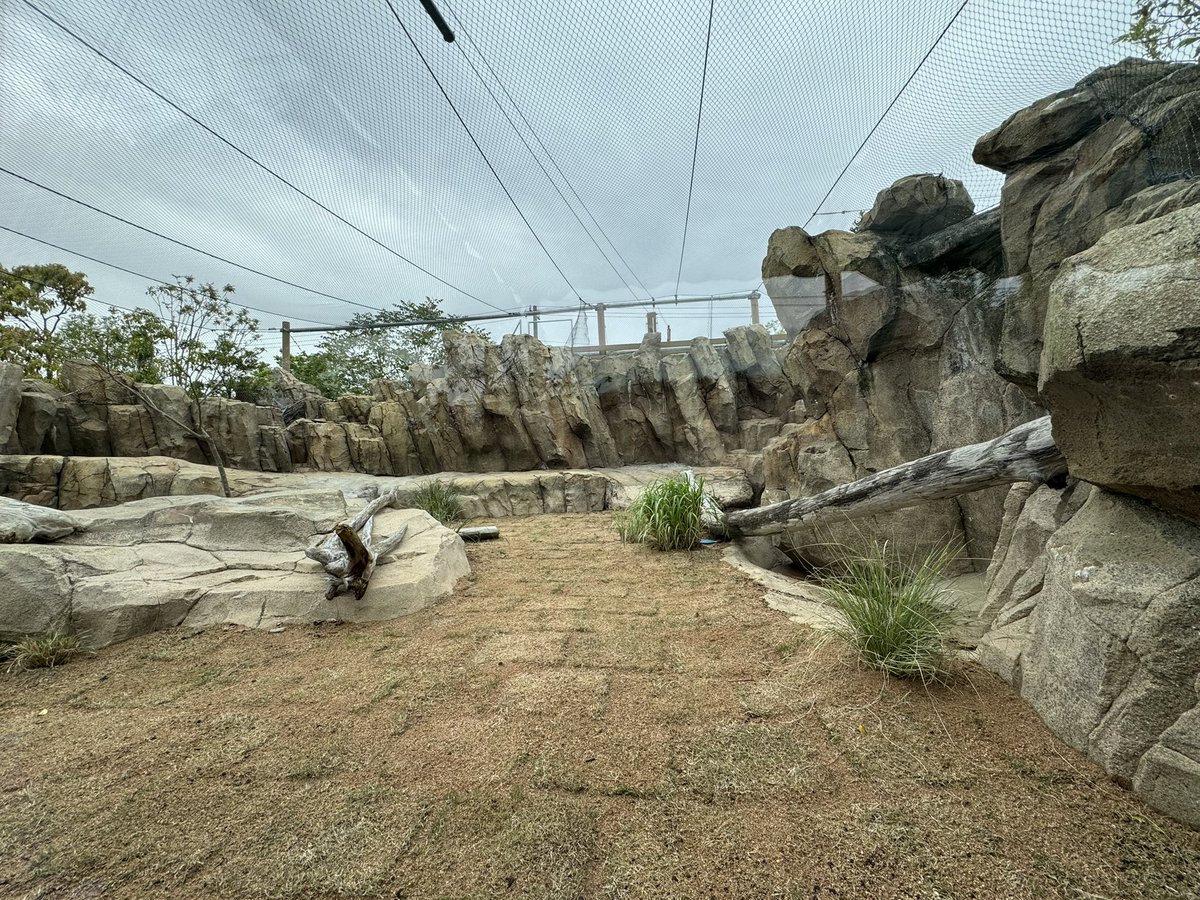 じおにゃん / GeoNyan tweet media