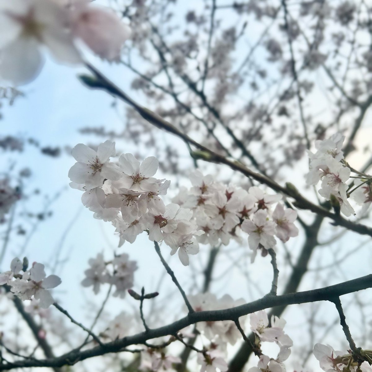 もうしばらくです👀🌸🐈‍⬛