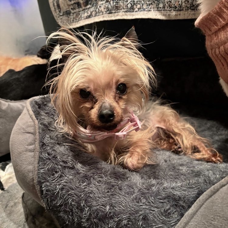 pgmp_inc's tweet photo. After over 13 years of being used and abused as a puppy factory, Precious found herself repaid with a death sentence…
https://t.co/c4wj9gSKsY
#meetprecious #secondchanceatlife #specialneedsdog #donate #sanctuary #dogsofbluesky https://t.co/KzdgODsOiS