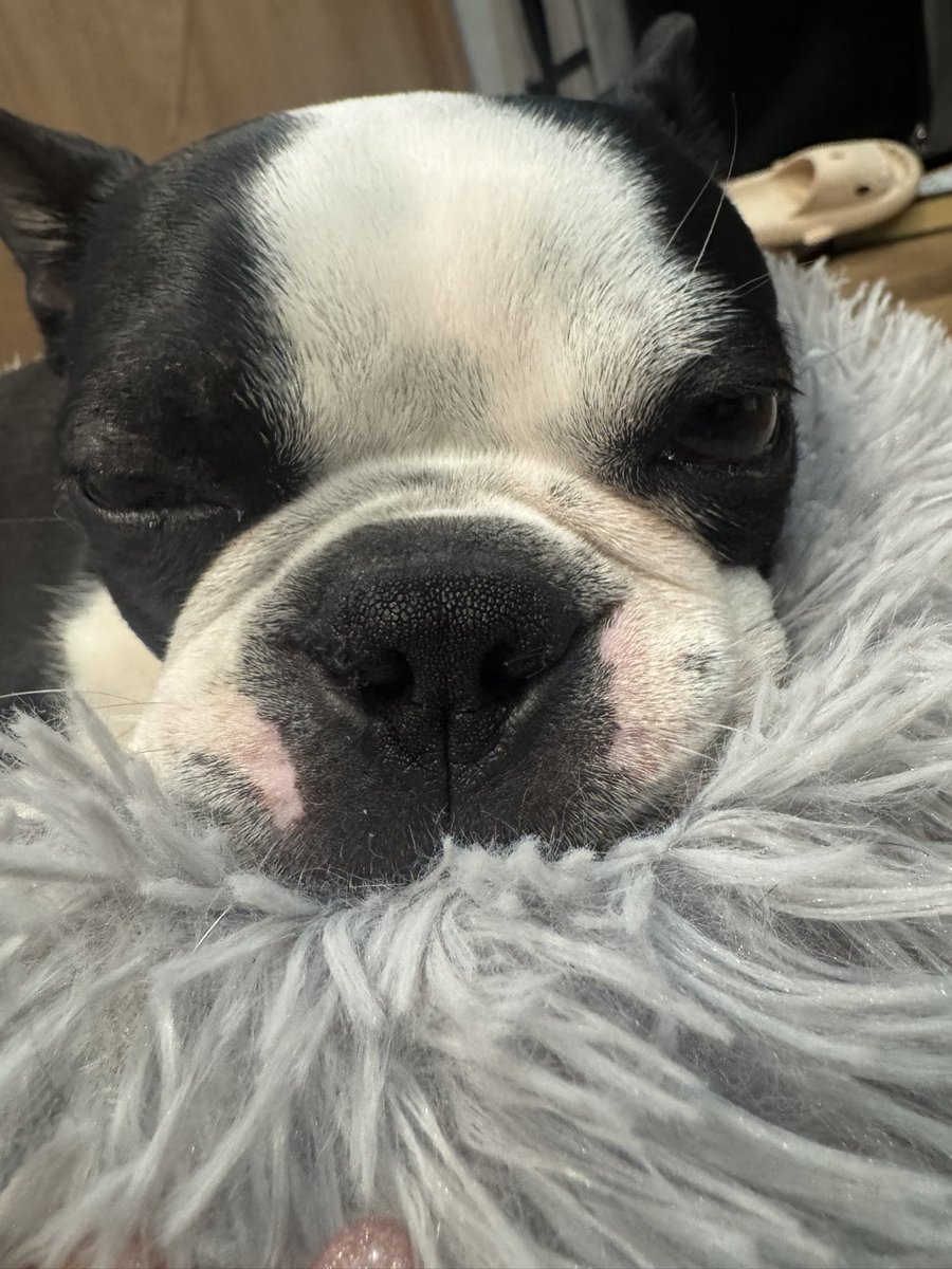 向日葵 tweet media