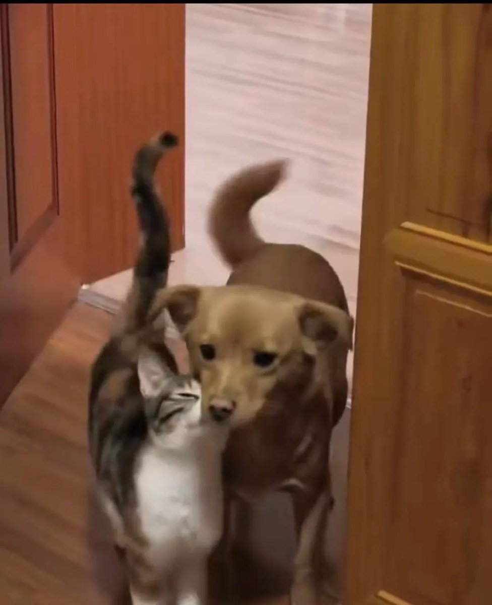 iti malias tweet media