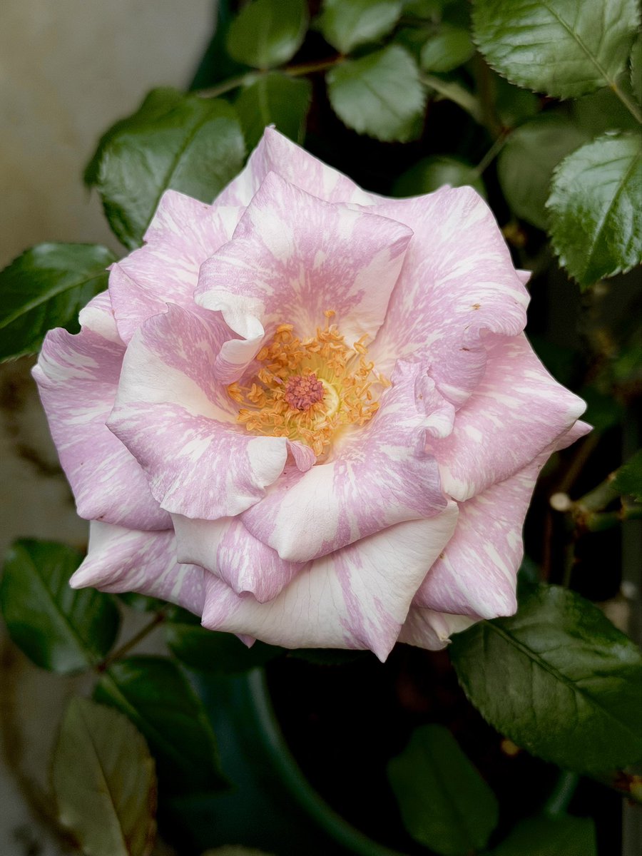 あげは tweet media