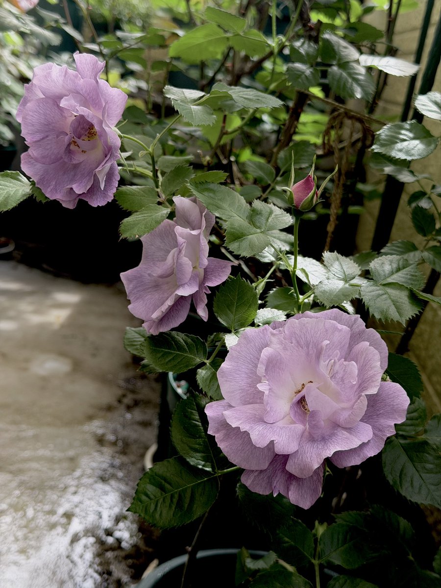 あげは tweet media