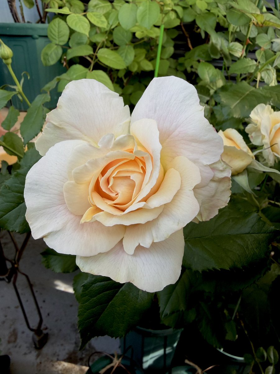 あげは tweet media