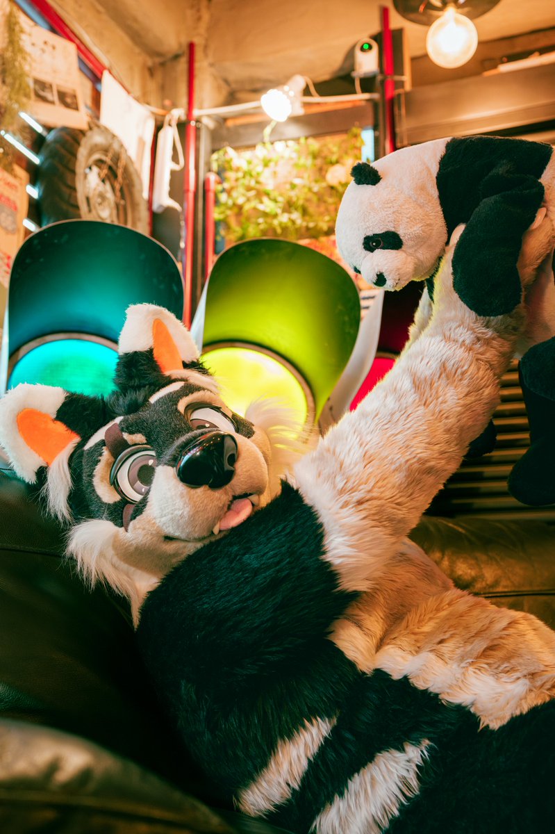 weaverkun's tweet photo. 🐶僕の新しい友達！🐼

#FursuitFriday
📷(@denwafox1 ) https://t.co/0vZltFOIqF