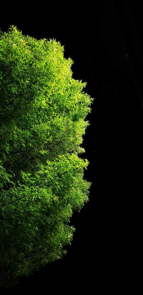 F E M M E 🦁 🇿🇦 tweet media