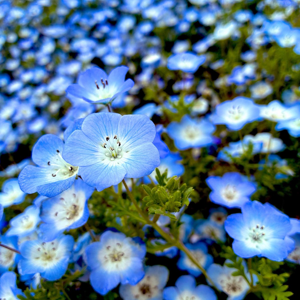 s_s_823's tweet photo. そういやこないだネモフィラ見に行った

#国営ひたちなか海浜公園 
#ネモフィラ https://t.co/TVjW9dAahn
