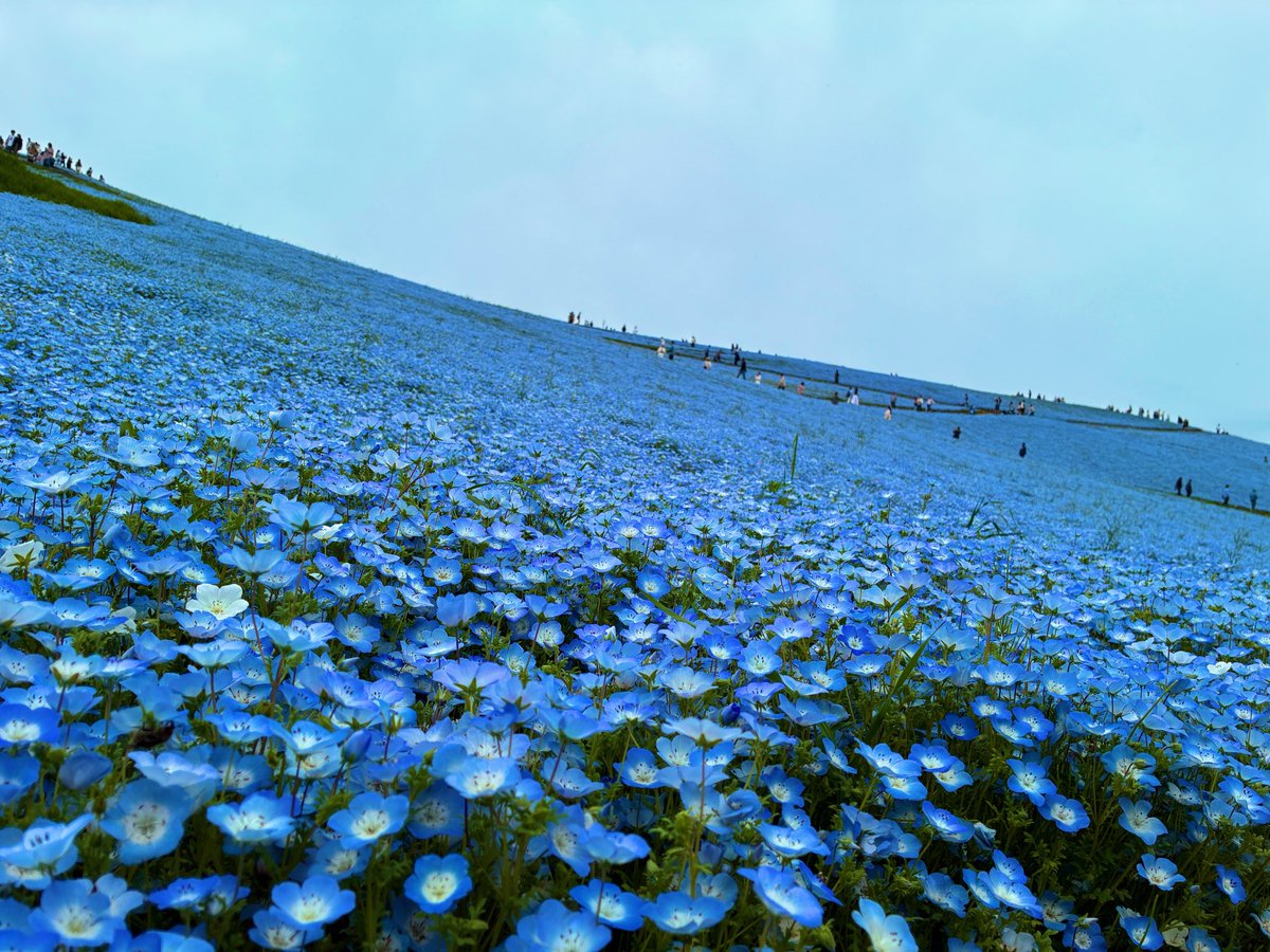s_s_823's tweet photo. そういやこないだネモフィラ見に行った

#国営ひたちなか海浜公園 
#ネモフィラ https://t.co/TVjW9dAahn