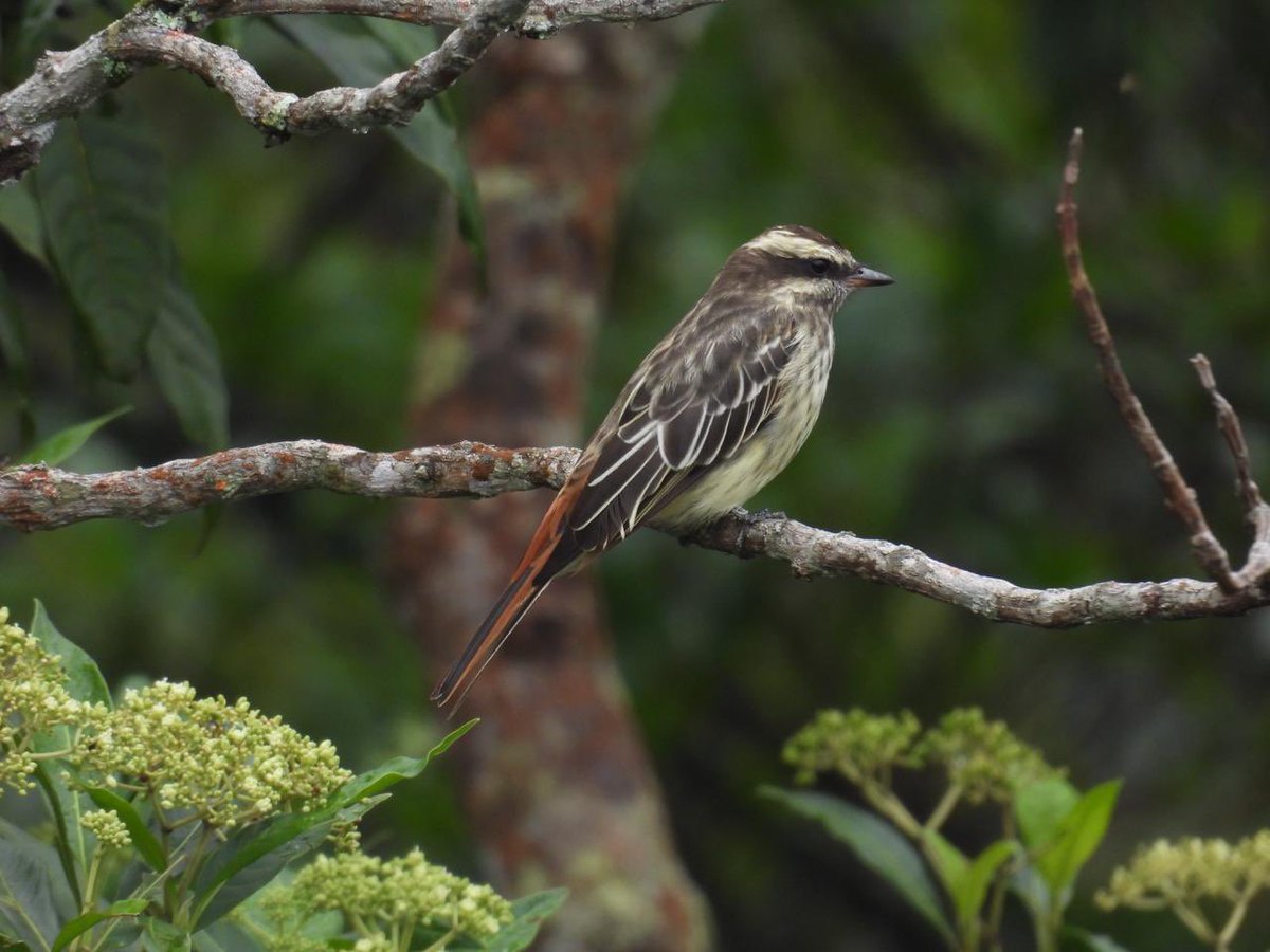 Xiomara Pulido tweet media