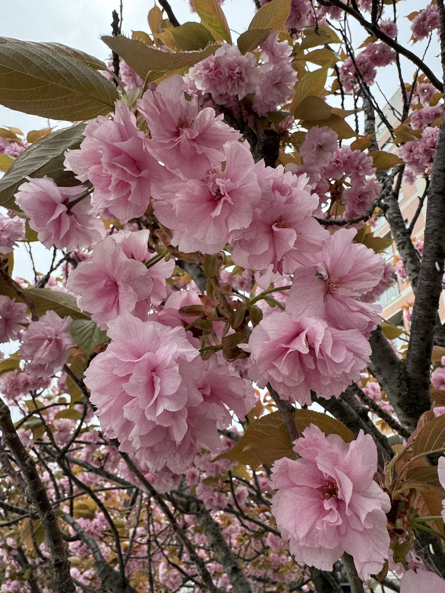 松崎史也 tweet media