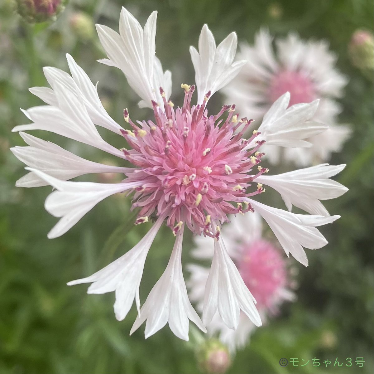 モンちゃん3号 tweet media