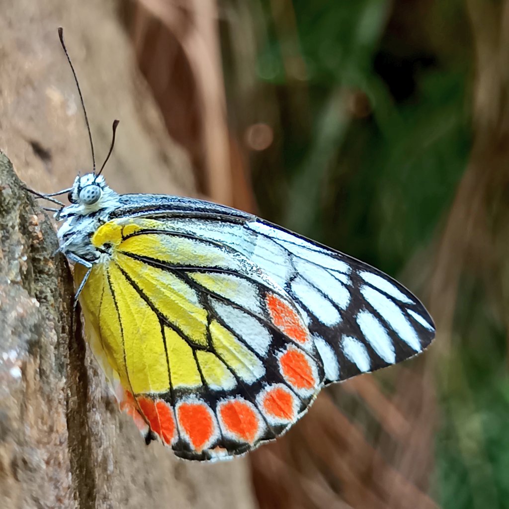 Common Jezebel

#तितली_यात्रा
