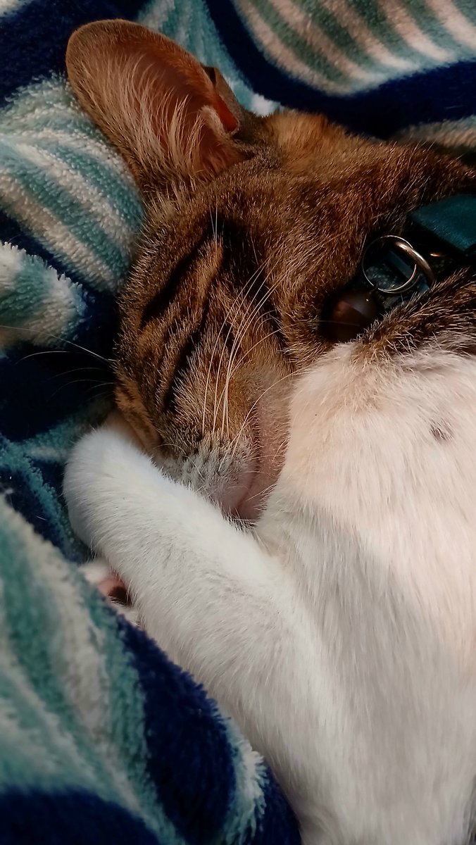 buba⁴ w. sean 🎀 tweet media