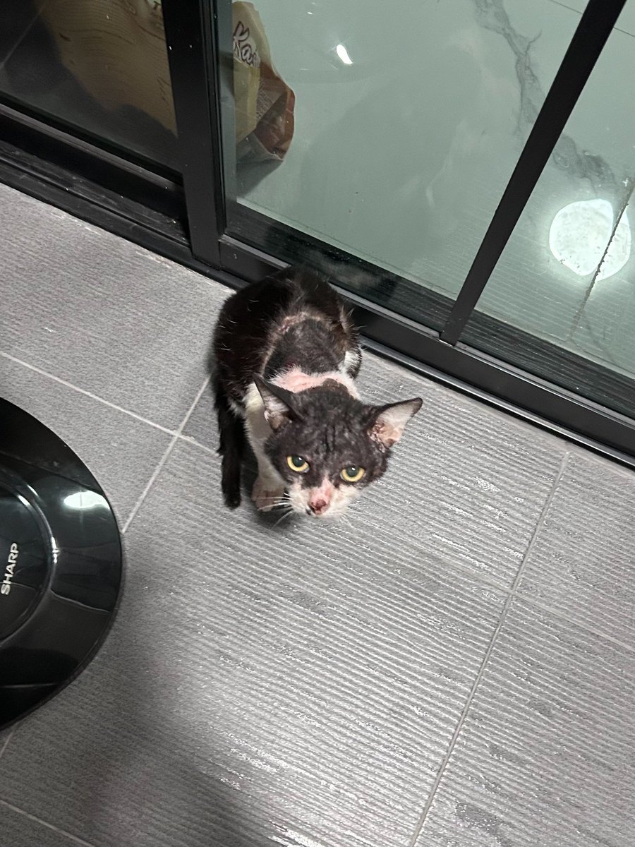 🏠 หาบ้านให้น้องแมว 🏠 (ฝากประกาศ)

หนูได้เจอน้องแมวตัวนึงเพศชาย สภาพค่อนข้างแย่และน่าสงสารมาก เลยอยากช่วยหาคนที่สามารถดูแลน้องได้ค่ะ เนื่องจากหนูยังเป็นนักศึกษา เลยไม่สามารถดูแลน้องต่อเองได้

ตอนนี้มีผู้ใจดีช่วยดูแลเรื่องค่ารักษาให้น้องจนน้องหายแล้ว