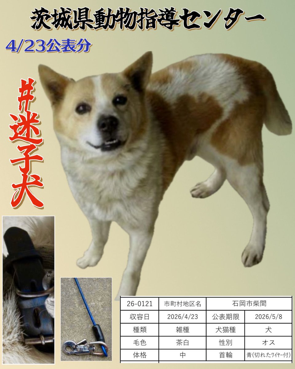 #迷子犬
🆘4/23茨城県動物指導センター 🆘
家族 お預かりしてます
画像から心当たりありませんか
飼い主さん、迎えに行ってください。
自ら帰る事は無いです
協力お願い致します🙇🏼‍♀️
🚨公表期限5月8日
🔹石岡市柴間で保護
🔹雑種・茶白・オス・中型
🔹青首輪(切れたﾜｲﾔｰ付) 
pref.ibaraki.jp/hokenfukushi/d…