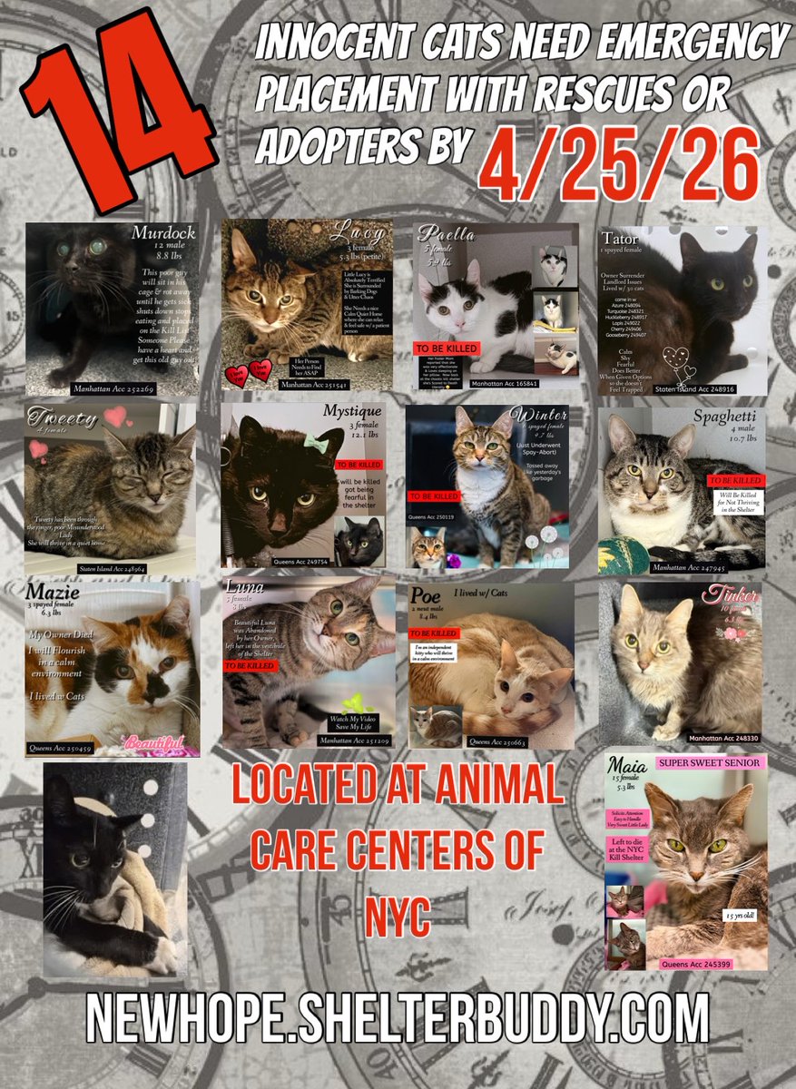 Nik & Marley Cat tweet media