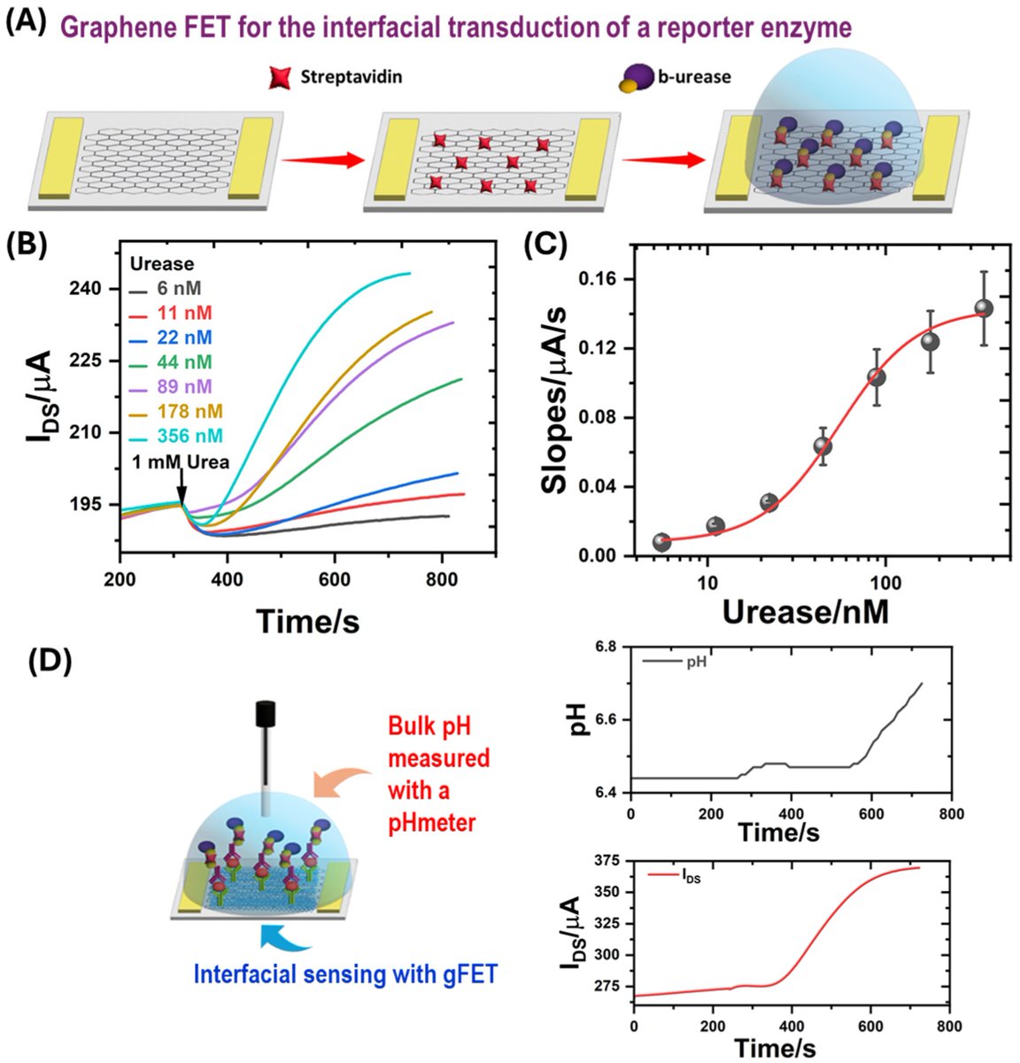 Biosensors_MDPI's tweet photo. 📣Call for Reading:
#Article
Digitalization of Enzyme-Linked Immunosorbent Assay with Graphene Field-Effect Transistors (G-ELISA) for Portable Ferritin Determination
By Melody L. Candia, et al.
https://t.co/gbT4k5wIZz
#bioelectronic #immunosensing #ELISA #biosensor https://t.co/VKY4YlHSqP
