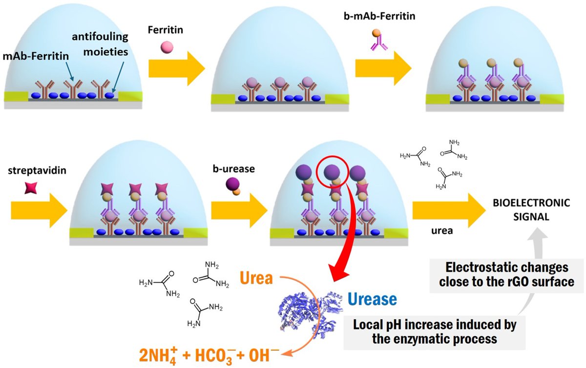 Biosensors_MDPI's tweet photo. 📣Call for Reading:
#Article
Digitalization of Enzyme-Linked Immunosorbent Assay with Graphene Field-Effect Transistors (G-ELISA) for Portable Ferritin Determination
By Melody L. Candia, et al.
https://t.co/gbT4k5wIZz
#bioelectronic #immunosensing #ELISA #biosensor https://t.co/VKY4YlHSqP