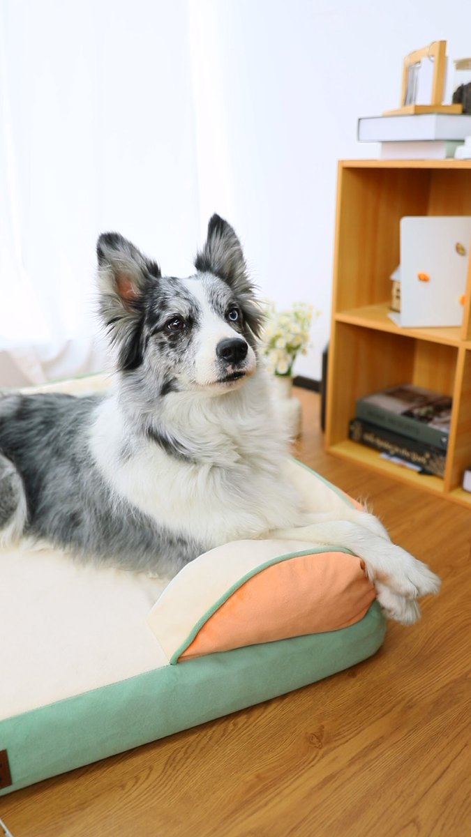 ComfortExpca's tweet image. Pet decor that pops.
Bold colors, softer naps.
The ultimate statement for your pup’s corner. ✨

#HomeDecor #PopStyle  #DogBed #CozyPupSpace #ComfortExpression