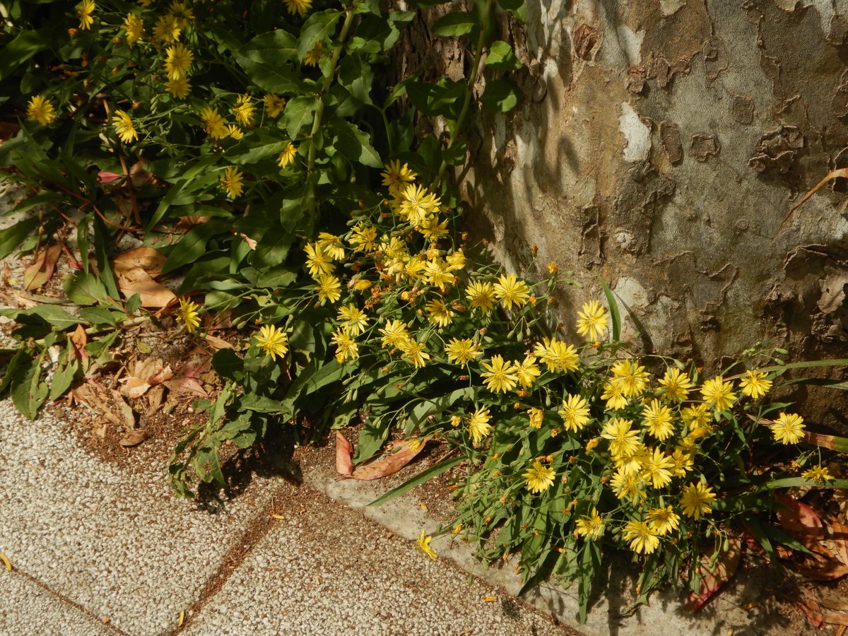 두마출 tweet media