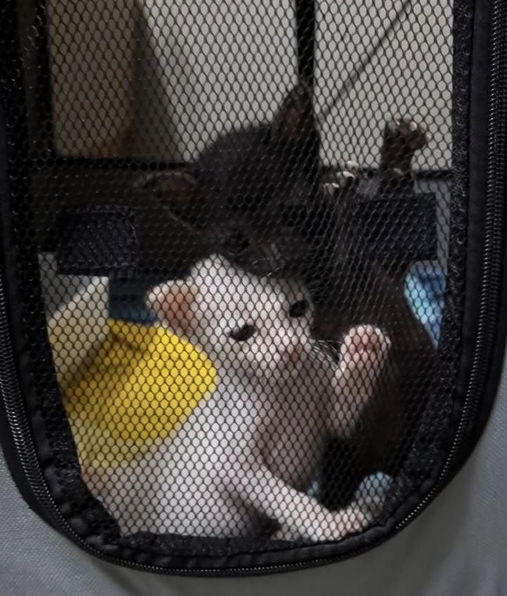 Catster & Co บ้านพักพิงแมวจร tweet media