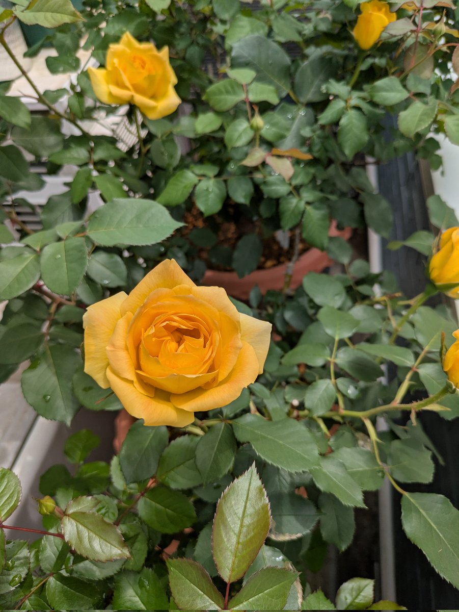 そえ（愛犬依存症） tweet media