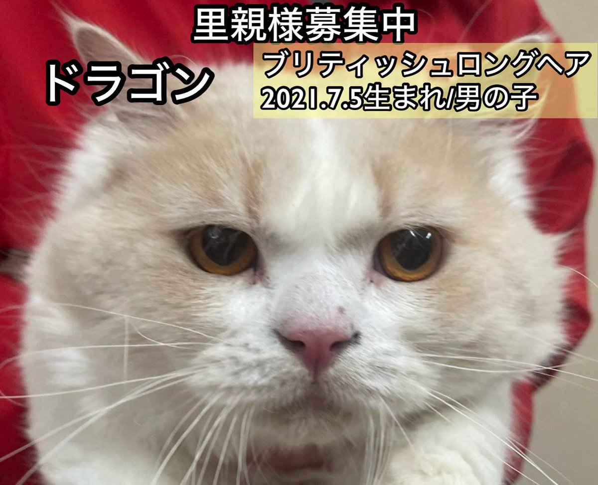 保護犬カフェ®鶴橋店 tweet media