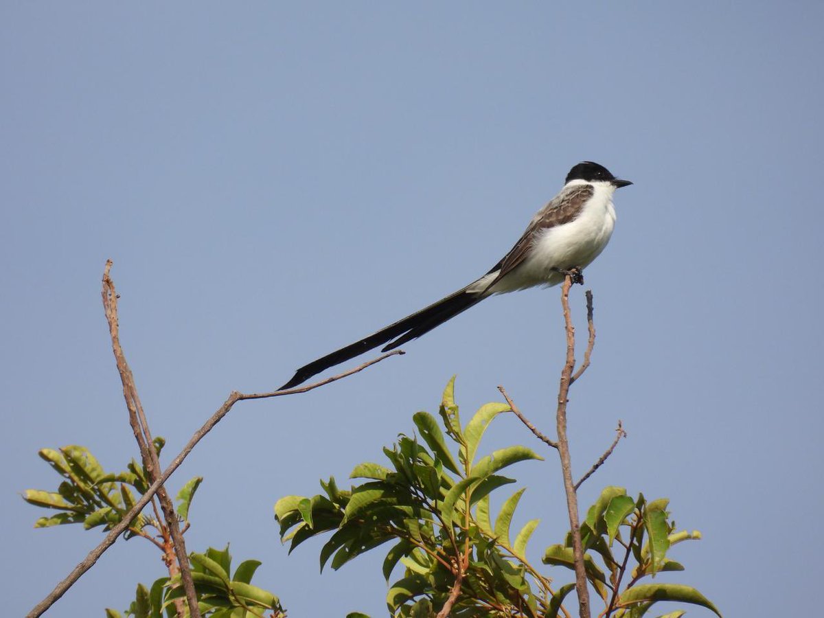 Xiomara Pulido tweet media