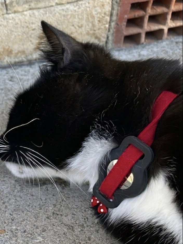 This is what happens when Dad puts a collar on Oreo.
It ruins the cool look of Oreo. 😑