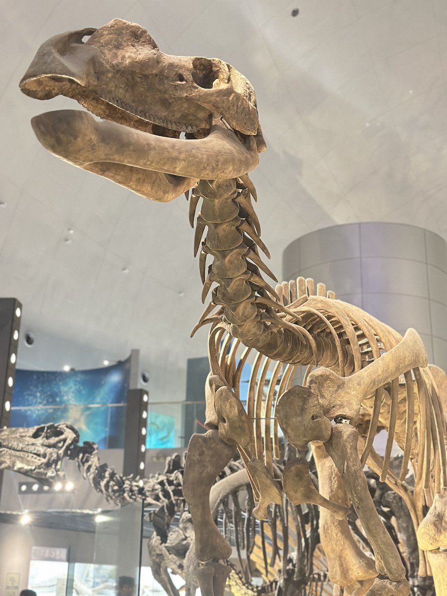 福井県立恐竜博物館 tweet media