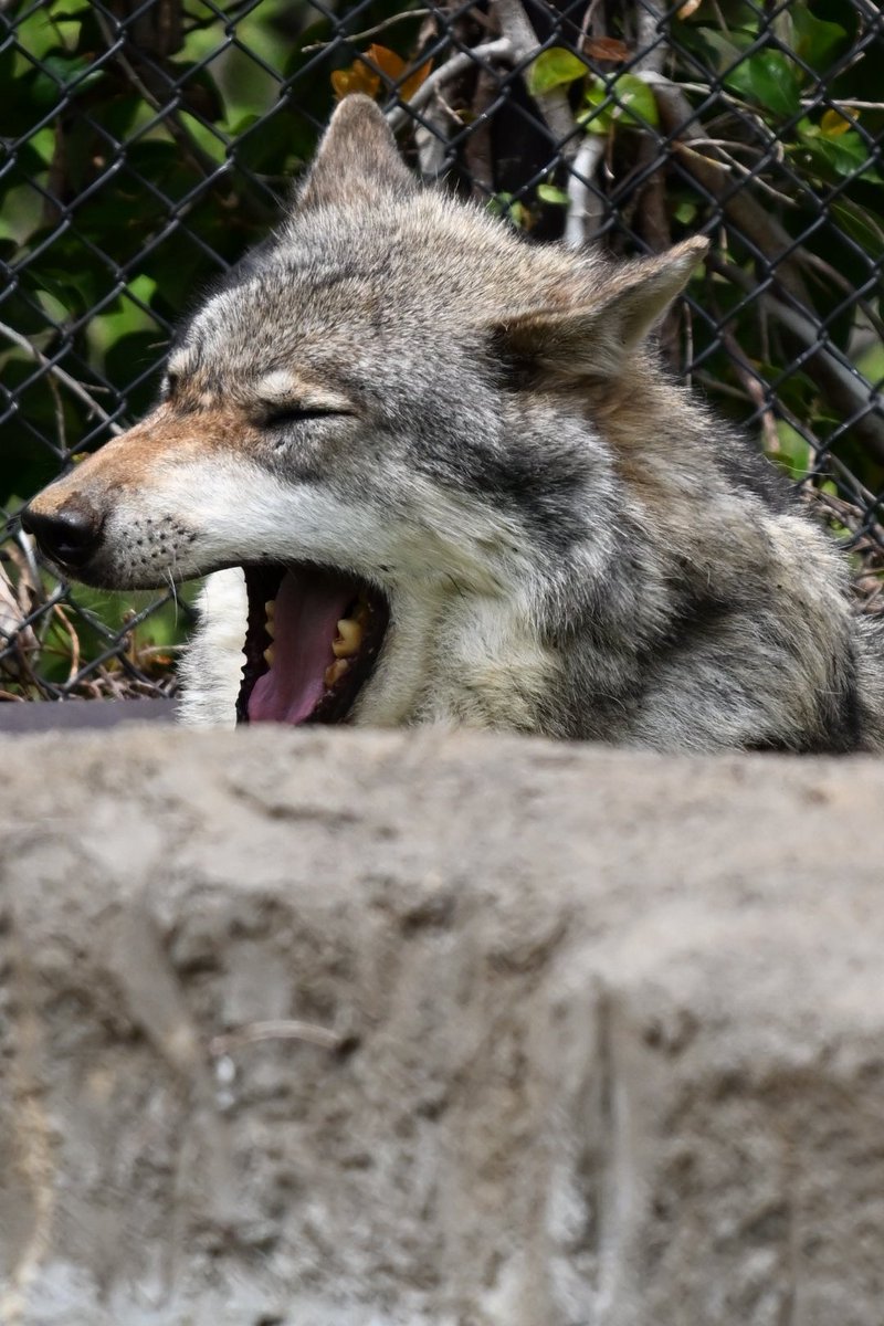 池ぽん(´･ω･｀) tweet media