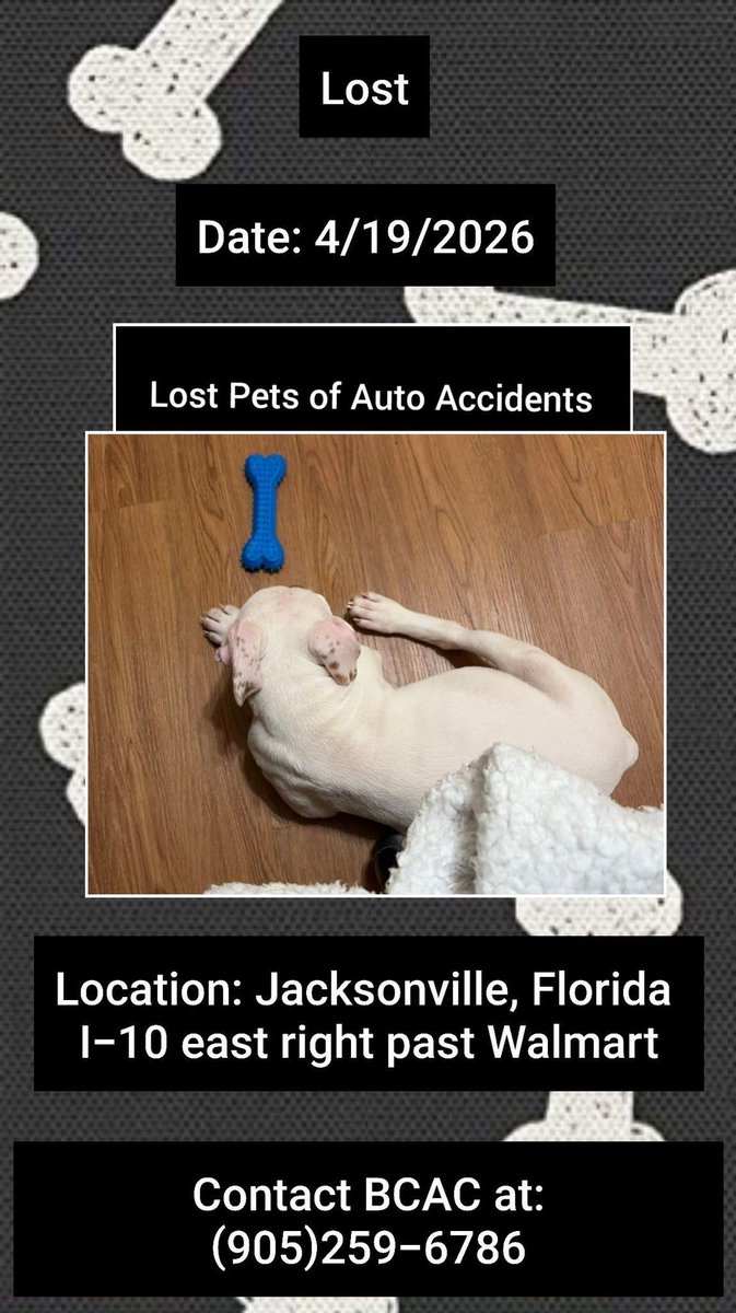 Ghost was involved in a car accident and ran off
The accident happened 4/19/26
#Macclenny #FL
On I-10 east right past Walmart
Male
White
Wearing Red collar w/Red harness
Puppy
Please contact (905)259-6786 ASAP
#BakerCounty #Lostdog #Jacksonville #Florida
buff.ly/PqW7r4b