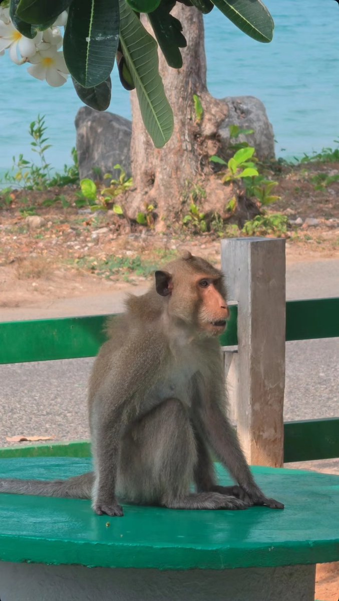 About_TayNew's tweet image. #Tawan_V
#ADogAndAPlane