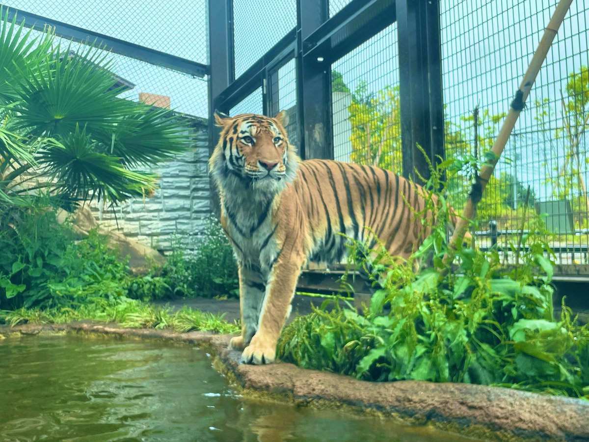 日立市かみね動物園〔公式〕 tweet media