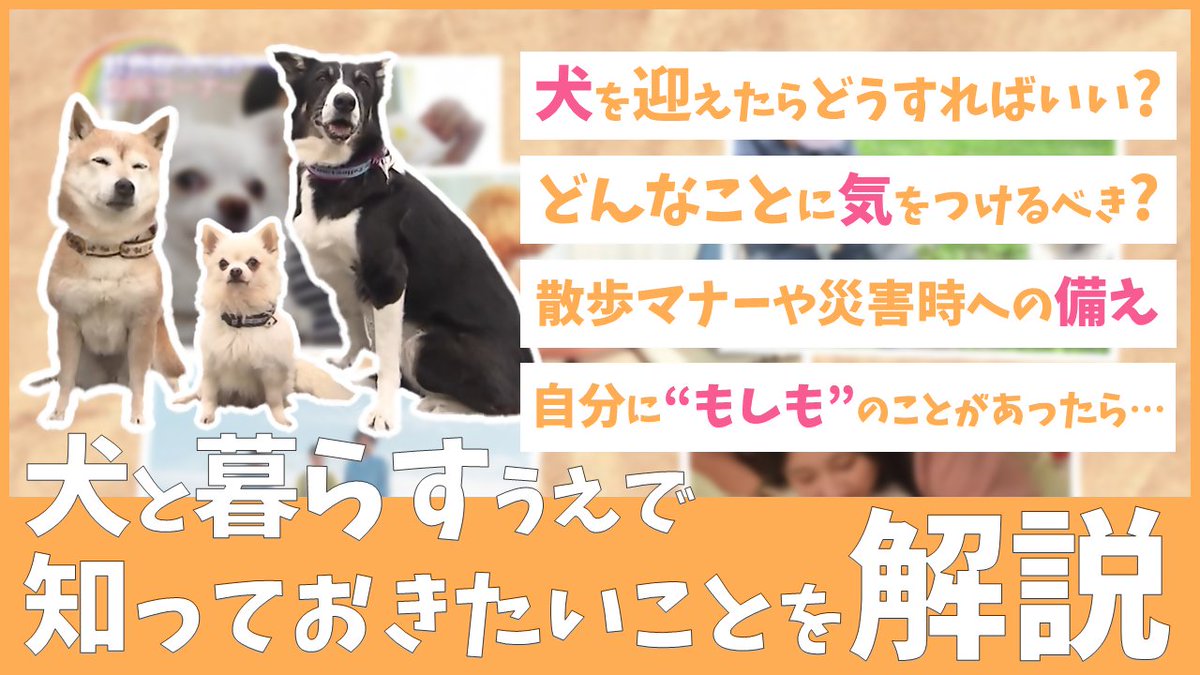 higashiosaka_pr's tweet image. 東大阪市 広報番組「虹色ねっとわーく」では、『人も犬も幸せに暮らすまちへ』と題した犬の特集を行いました。

各種予防接種や散歩マナー、災害時への備えなど犬と暮らすうえで ぜひ知っていただきたい内容をご紹介しています。

ぜひご覧ください🐶
youtu.be/ROLV81T8AW0

#犬 #犬との生活 #dog