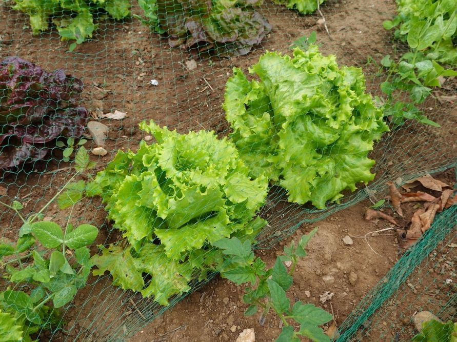 veg_plotter's tweet image. Boost your lettuce! 🌱 Succession plant every 2-3 weeks for continuous harvests. Companion plant with garlic, marigolds, or taller herbs for pest control &amp;amp; shade. Healthy soil &amp;amp; efficient watering are key! #Permaculture #Lettuce #GrowYourOwn #Gardening