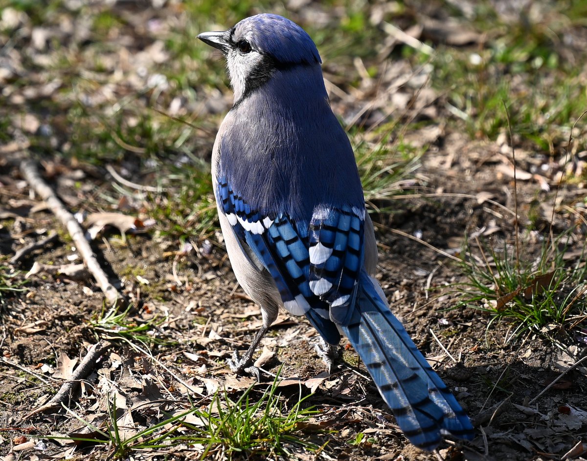 A blue jay shows off its beautiful feathers near Turtle Pond!
#birdcpp