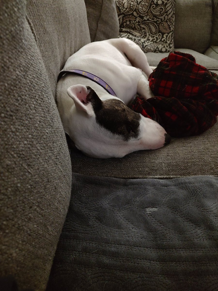 rexthetvterrier's tweet image. Goodnight everyone 💞. Dream of a better world ☮️.  I know that's not easy right now.   #Goodnighteveryone #KindnessMatters #WeMissYouRex #Dogs #LoveYouRex #SweetDreamsSpike