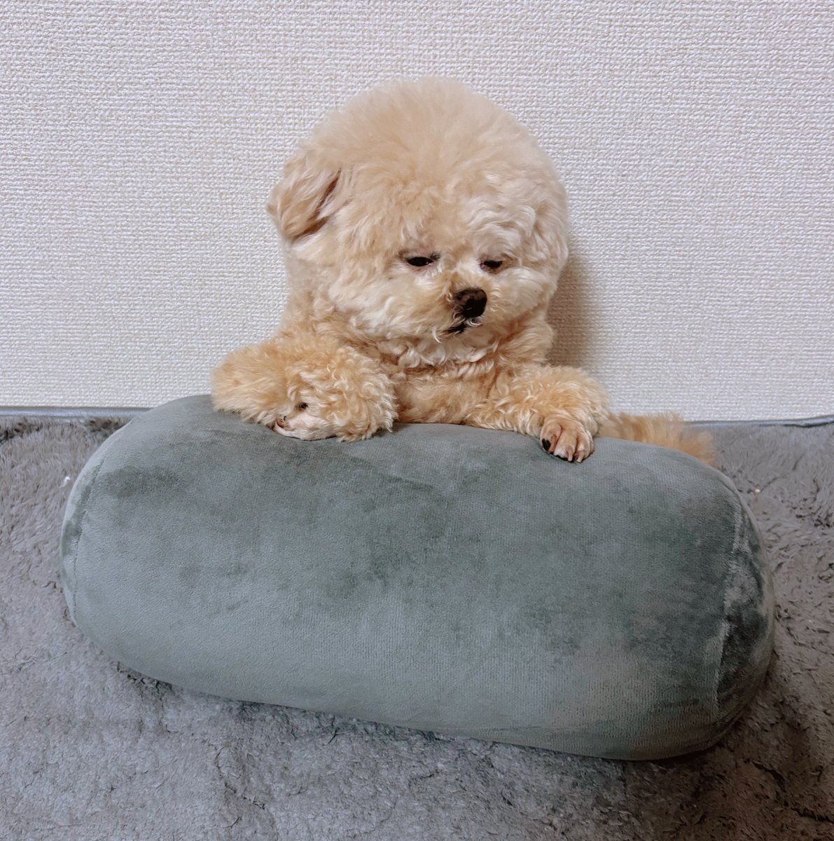 寝落ち寸前🧸

#ポメプー