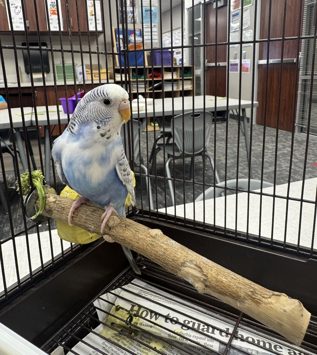 MsRios_bil's tweet image. Un periquito nos visitó hoy 🐦 
Lo observamos y aprendimos acerca de sus estructuras y características.
🩵 Blueberry!! 
#Kindergarten #bilingual #MRobPride @MRobinsonElem