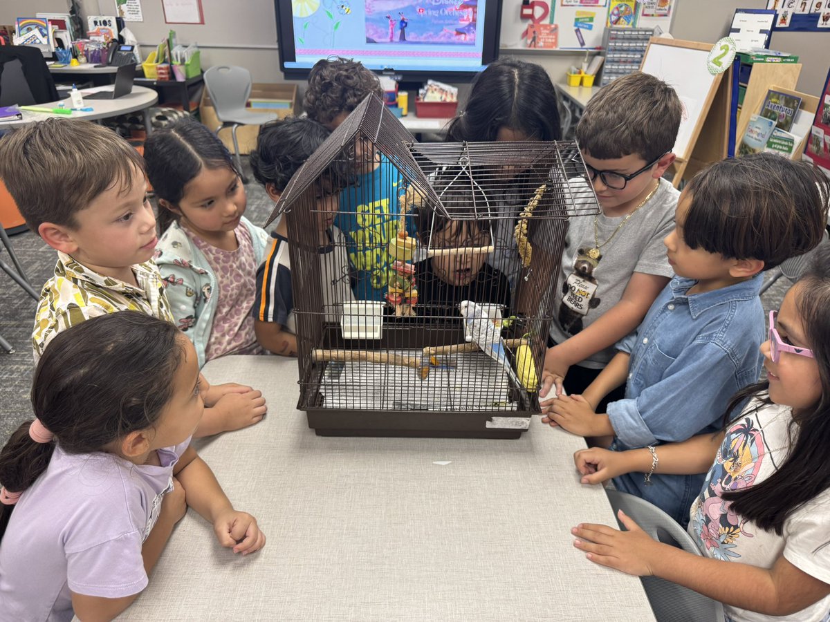 MsRios_bil's tweet image. Un periquito nos visitó hoy 🐦 
Lo observamos y aprendimos acerca de sus estructuras y características.
🩵 Blueberry!! 
#Kindergarten #bilingual #MRobPride @MRobinsonElem