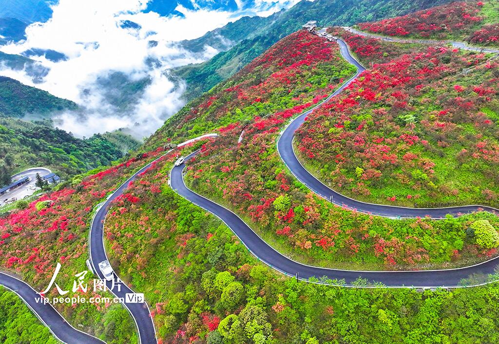 PDChinese's tweet photo. 【湖南雙牌：杜鵑花開引客來】近日，湖南省永州市雙牌縣陽明山國家森林公園內近十萬畝野生杜鵑花競相綻放，進入最佳觀賞期，吸引眾多遊客前來觀賞遊玩。 https://t.co/hdsaAchceM