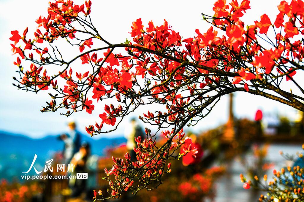 PDChinese's tweet photo. 【湖南雙牌：杜鵑花開引客來】近日，湖南省永州市雙牌縣陽明山國家森林公園內近十萬畝野生杜鵑花競相綻放，進入最佳觀賞期，吸引眾多遊客前來觀賞遊玩。 https://t.co/hdsaAchceM