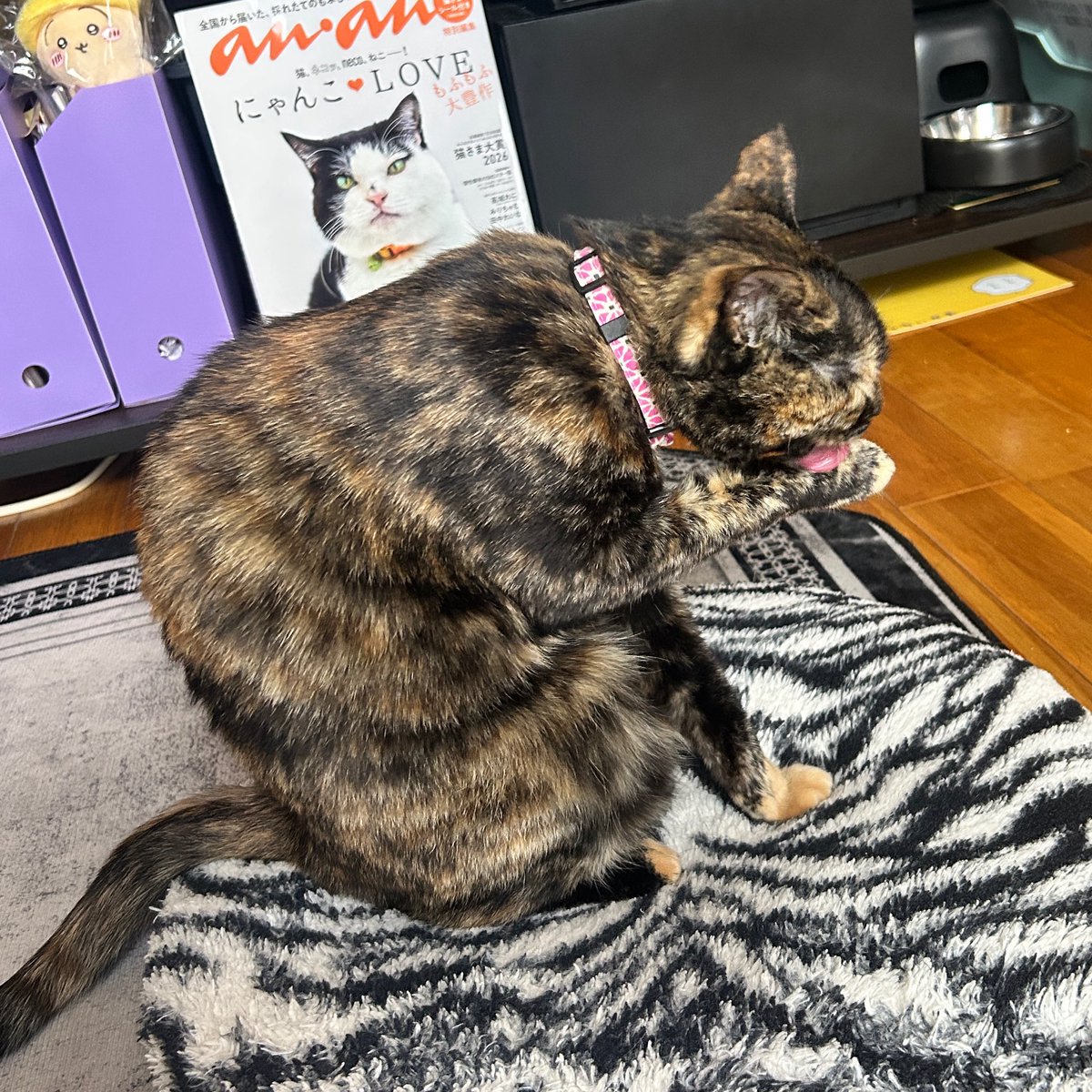 えぅ🐱線維筋痛症 tweet media