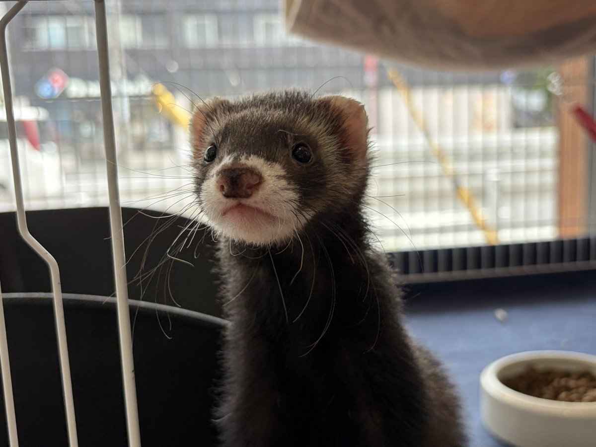 フェレットワールド幕張店 tweet media